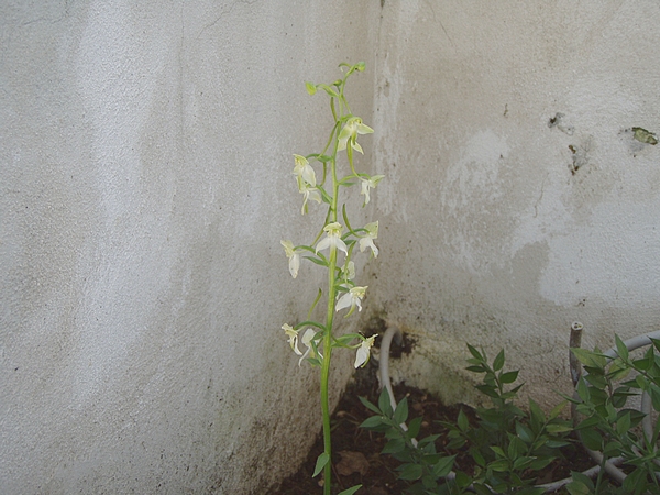 Determinazioni varie: Platanthera chlorantha